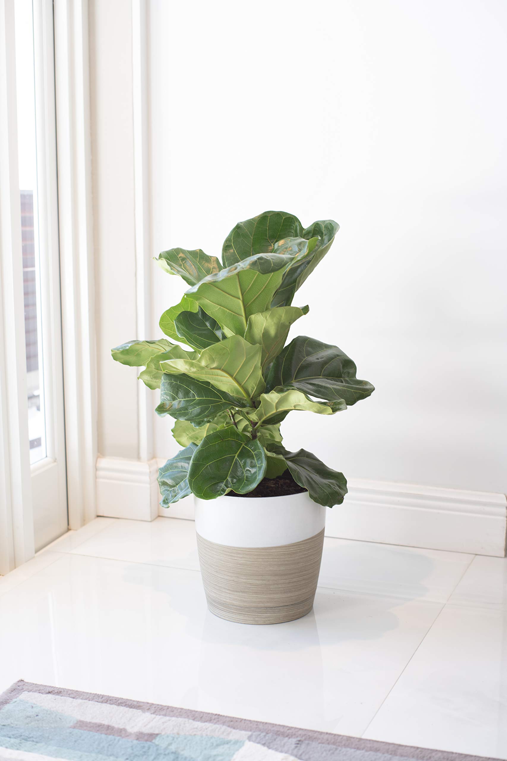 Costa Farms Live Indoor Ficus Lyrata, Fiddle Leaf Fig Tree Floor