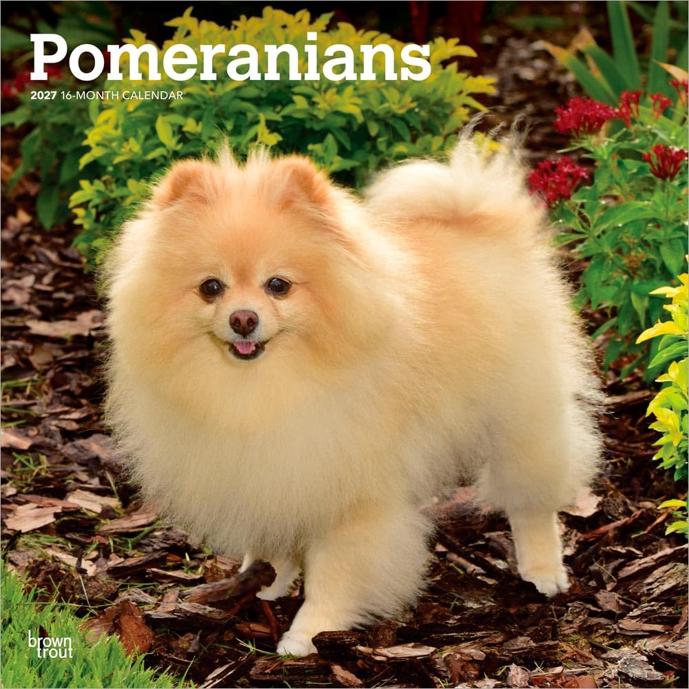Pomeranians 2027 12 X 24 Inch (Hanging) Monthly Square Wall Calendar Plastic-Free: Original BrownTrout-Kalender [Mehrsprachig] [Kalender]