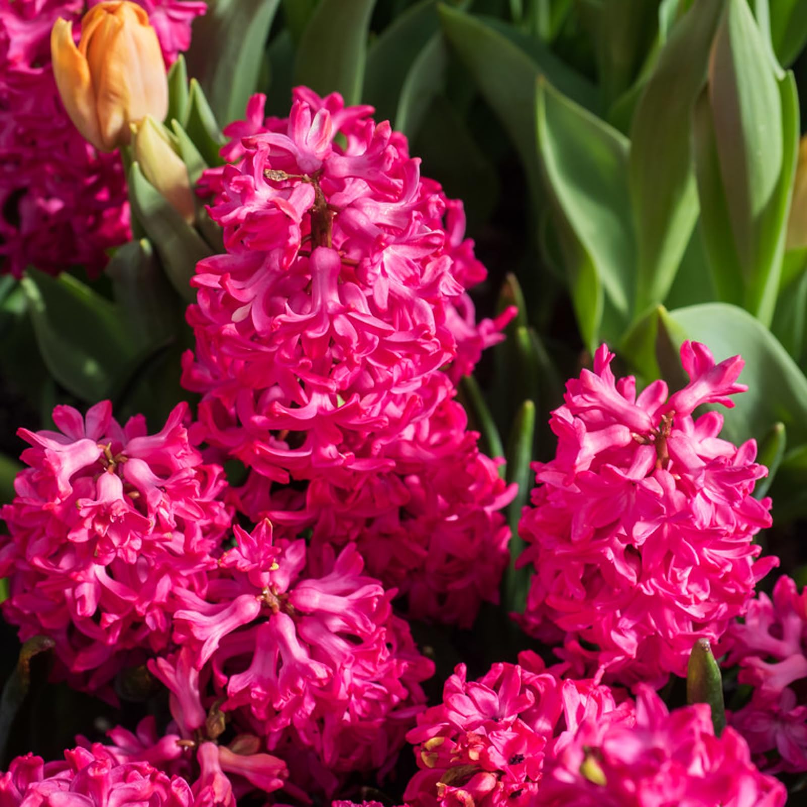 Carbeth Plants8 x Hyacinth Jan Bos Spring Bulbs - Highly Fragrant Red Outdoor Flowering Perennials - UK Hardy Low Maintenance Pollinator Friendly - Grow in Beds, Borders and Patio Pots