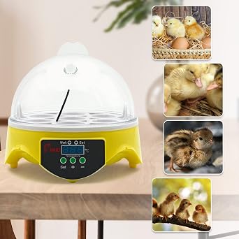 7 Egg Mini Poultry Incubator, Digital Temperature Control Egg Hatcher with UK Plug for Hatching Chicken, Duck, Quail & Bird Eggs