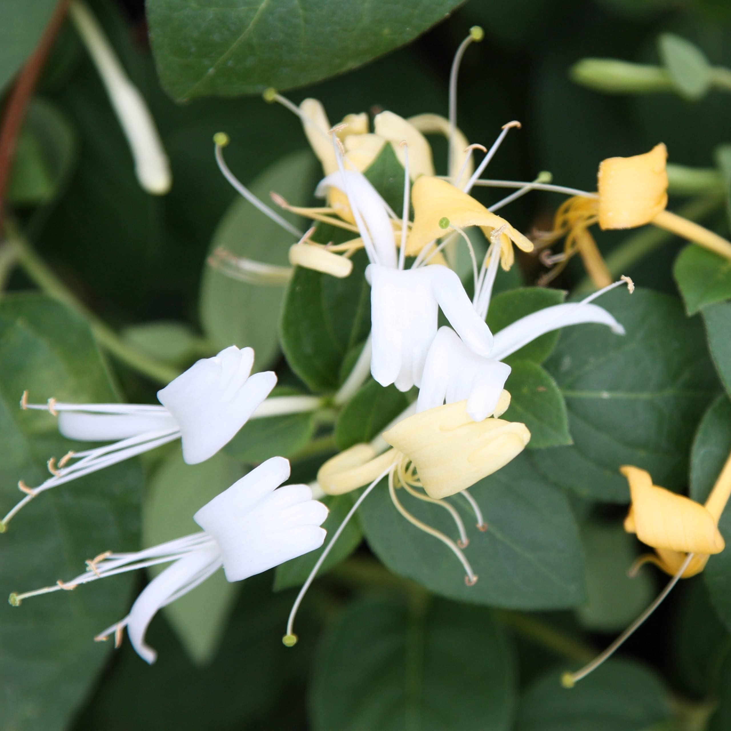 Plant Theory 60cm Honeysuckle Cane Lonicera Japonica Halls Prolific White Flowering Vine Climbing Plant 3L Pot