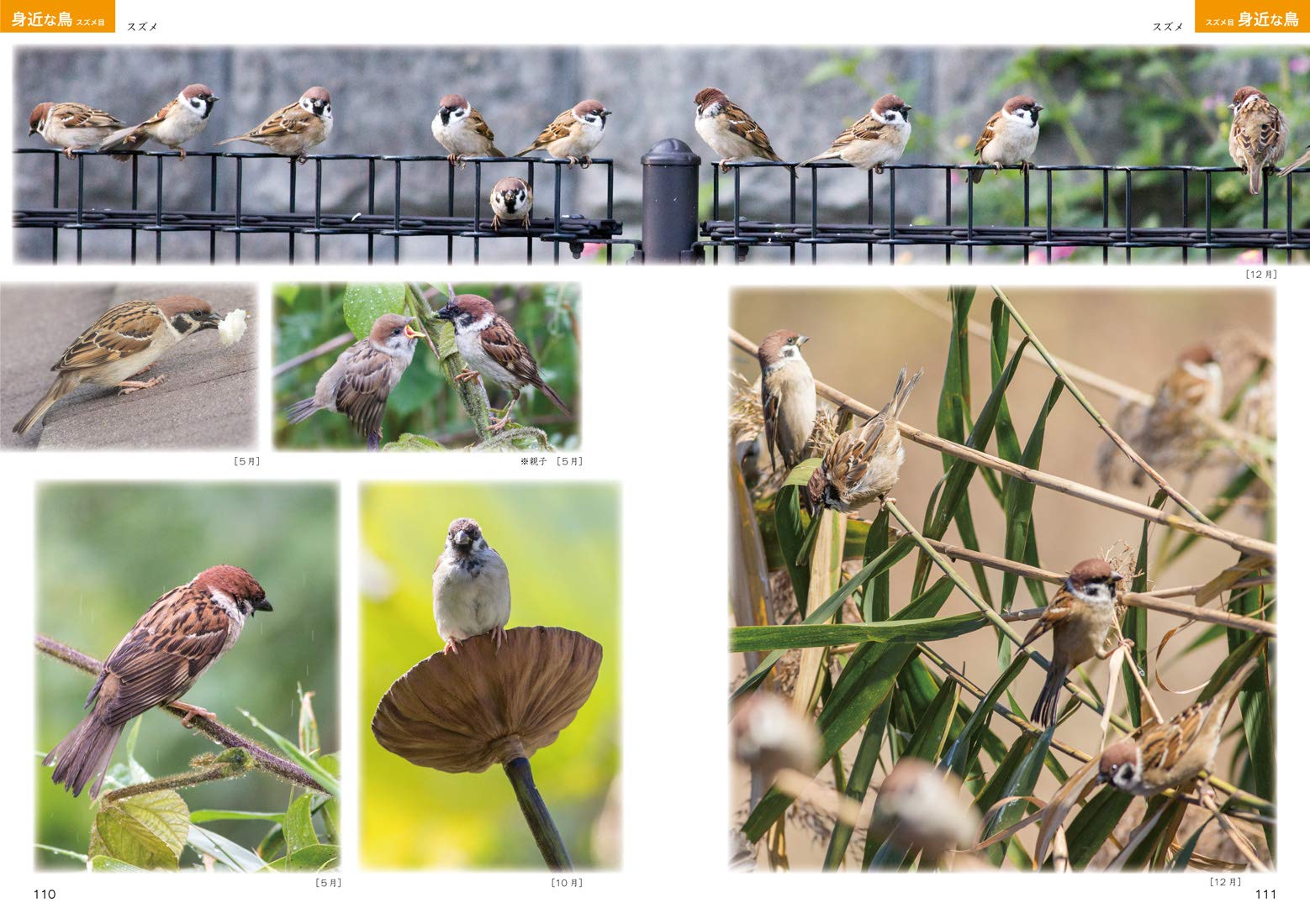 絵を描くための鳥の写真集 マール社編集部 宮本桂 尾﨑親三郎 本 通販 Amazon 絵を描くための鳥の写真集 マール社編集部 宮本桂 尾﨑親三郎 本 通販 Amazon