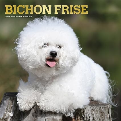 Bichon Frise 19 Calendar Browntrout Publishers Inc Amazon Fr Fournitures De Bureau Bichon Frise 19 Calendar Browntrout Publishers Inc Amazon Fr Fournitures De Bureau