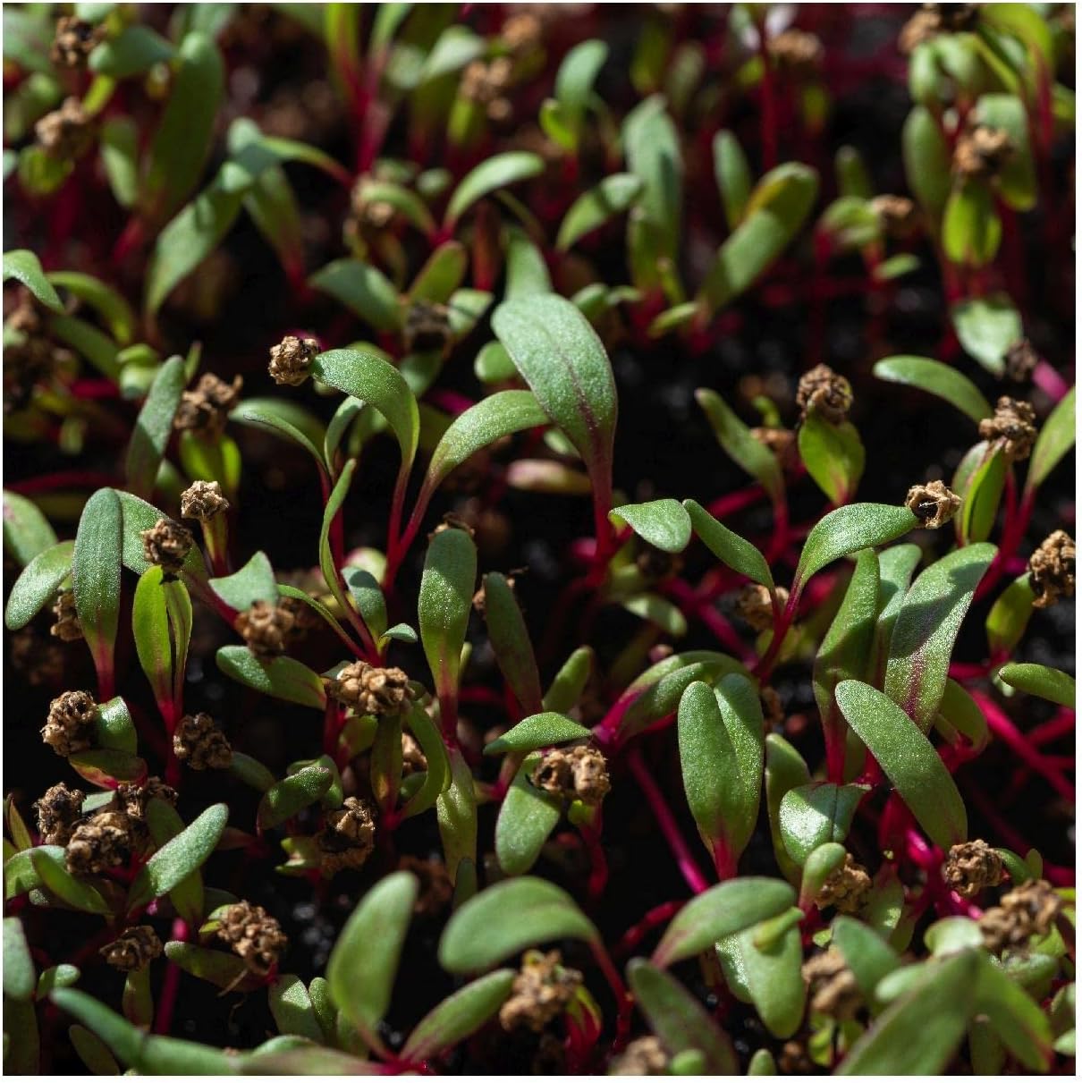 Everwilde Farms - 1/4 Lb Organic Bull's Blood Beet Seeds - Gold Vault