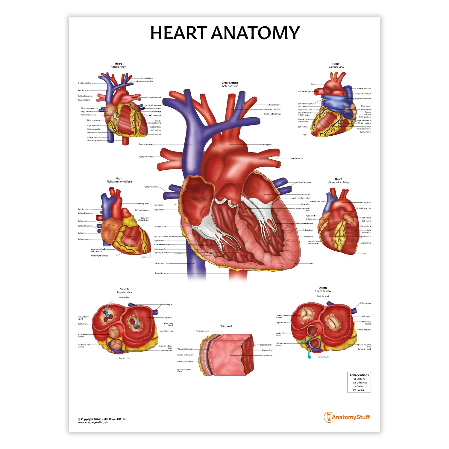 Anatomy Stuff Organs Anatomystuff Heart Anatomy Poster/Chart 45X60cm, 18 X 24 Inches, Human Heart Diagram, Cardiac Anatomy, Medical Anatomy Poster