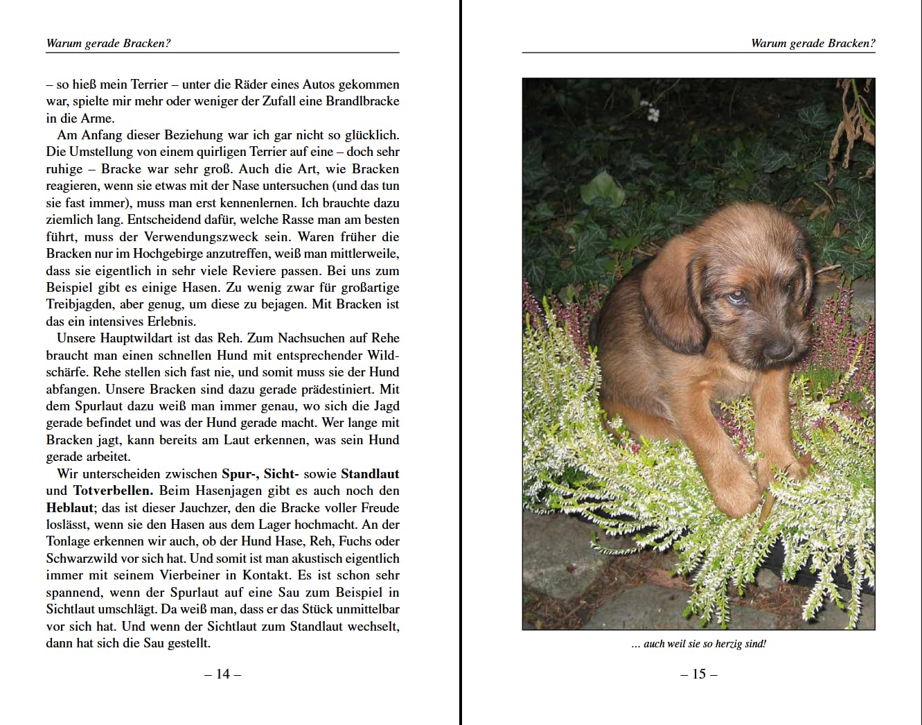 Darum Bracken!: Der ideale Hund für Bewegungsjagd und Nachsuche