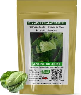 Early Jersey Wakefield Cabbage Seeds for Planting (Approx.1000 Seeds- 3.5 Gram) Non GMO Heirloom…