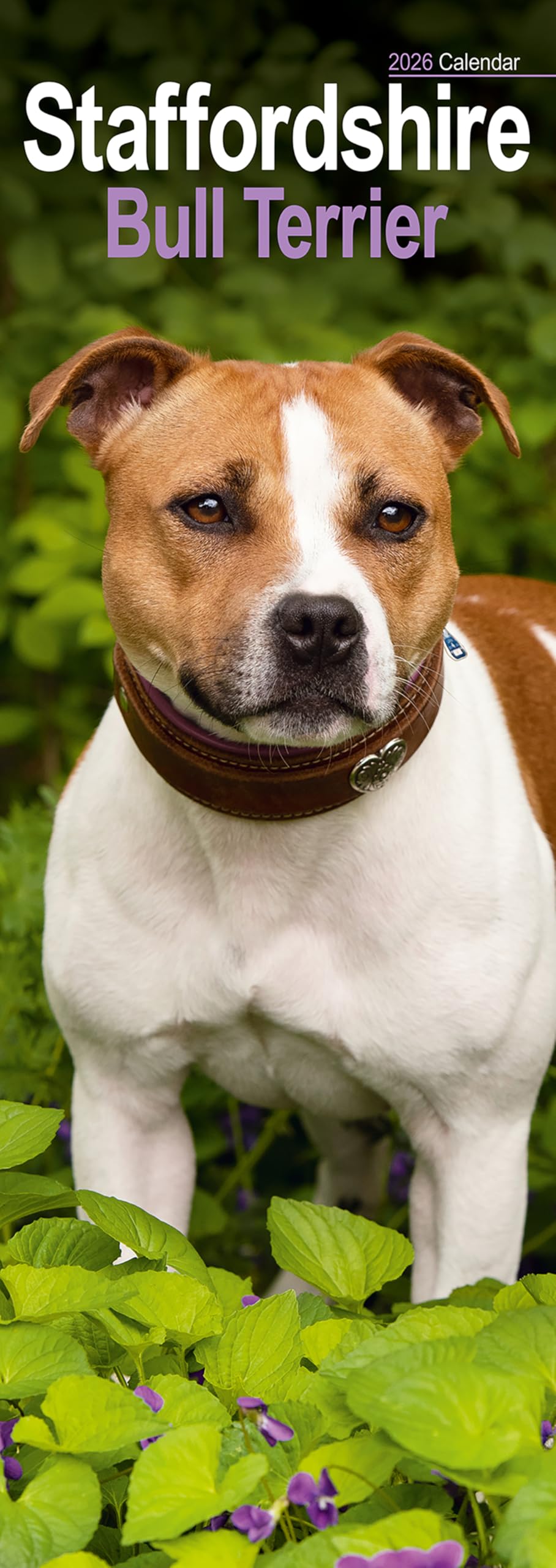 Staffordshire Bull Terrier Slim 2026 Calendar | Slimline Wall Calendar | Dog Breed Gift | Plastic Free Packaging | by Avonside Publishing