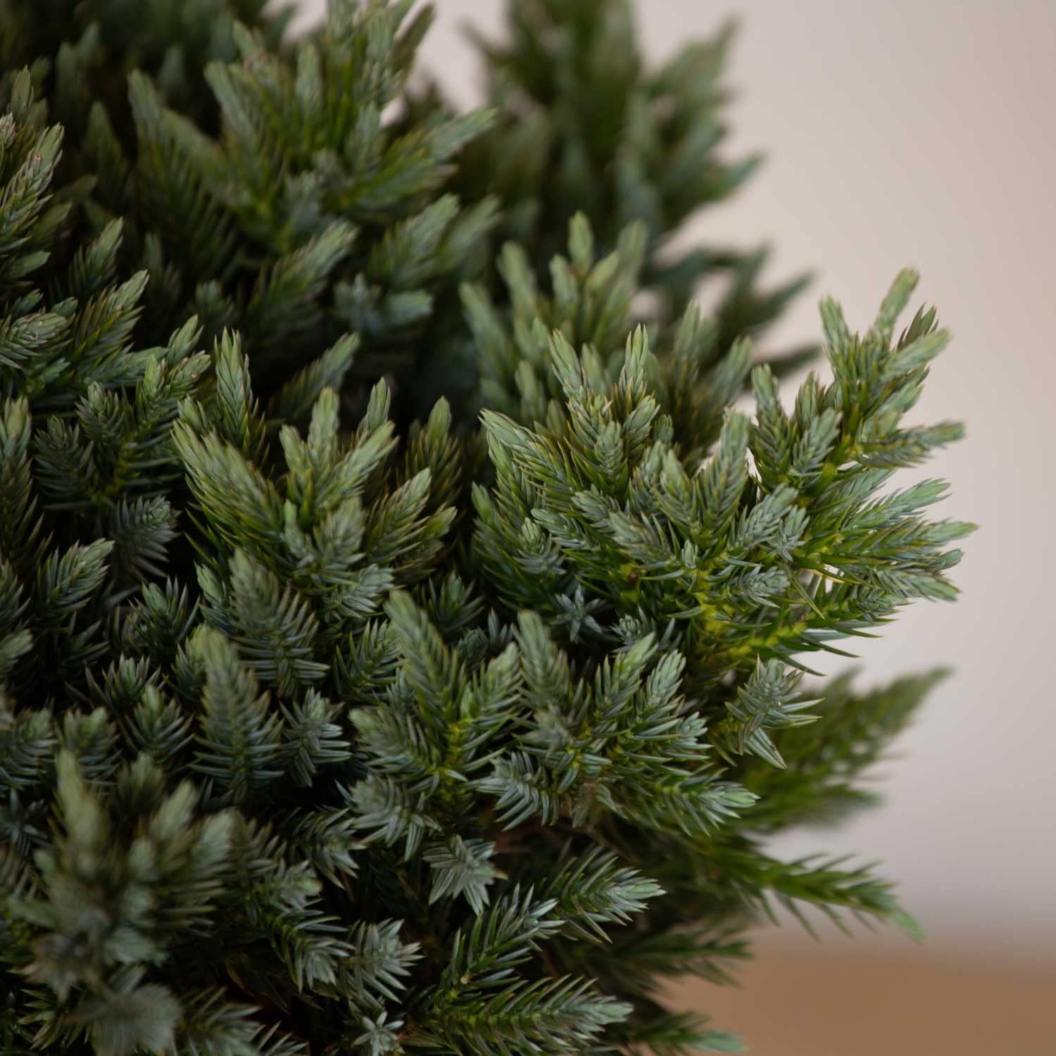Blue Star Juniper (2.5 Quart) Low-Growing Groundcover Evergreen Shrub - Full Sun Live Outdoor Plant
