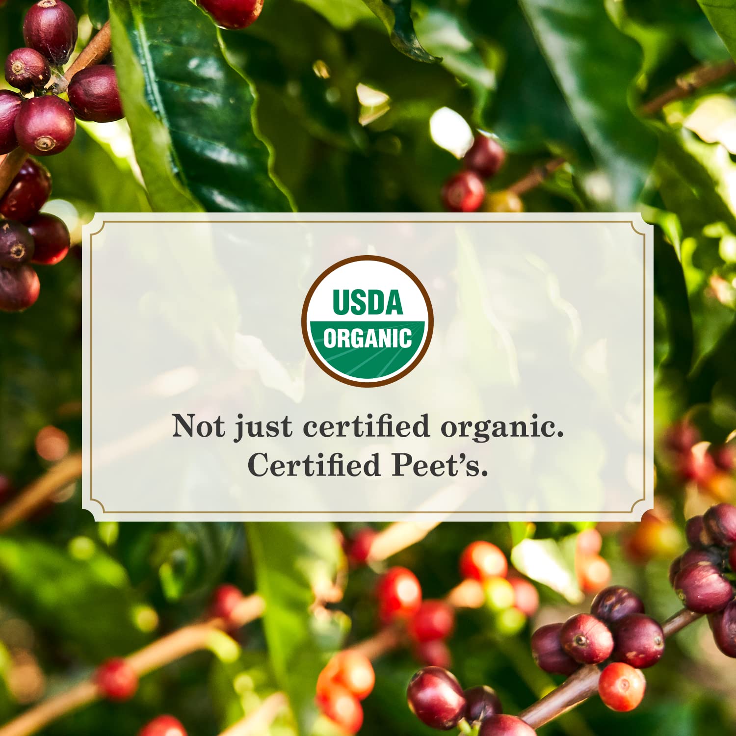 Peet's Coffee, Organic French Roast - Dark Roast Ground Coffee - 18 Ounce Bag, USDA Organic : Everything Else