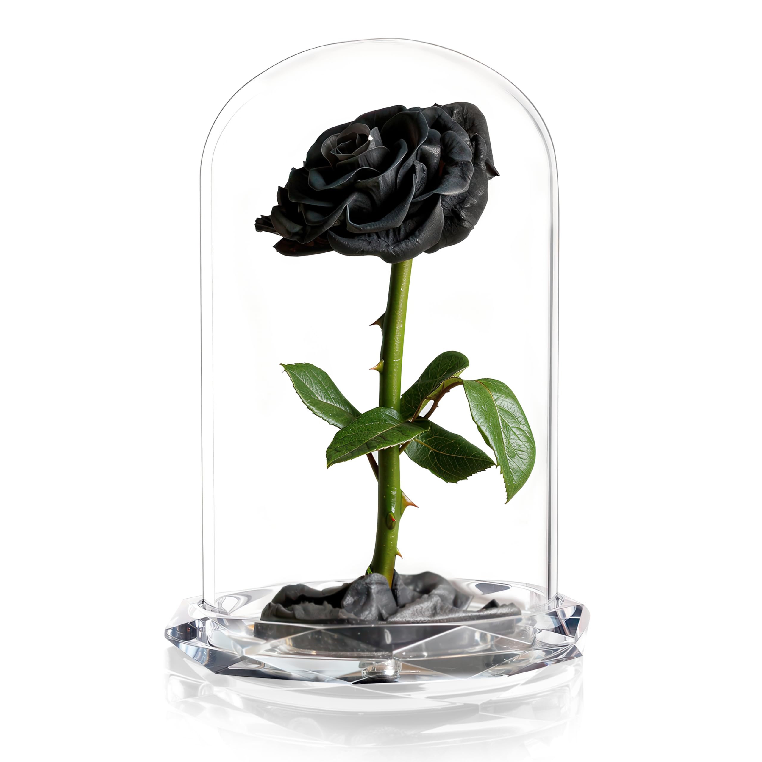 INTIGNIS Rose Stabilisée sous Cloche en Verre, Véritable Fleur Préservée Jusqu’à 5 Ans, Cadeau Élégant pour Femme, 25 cm avec Fleur 8 cm, Base Décorative (Noir)