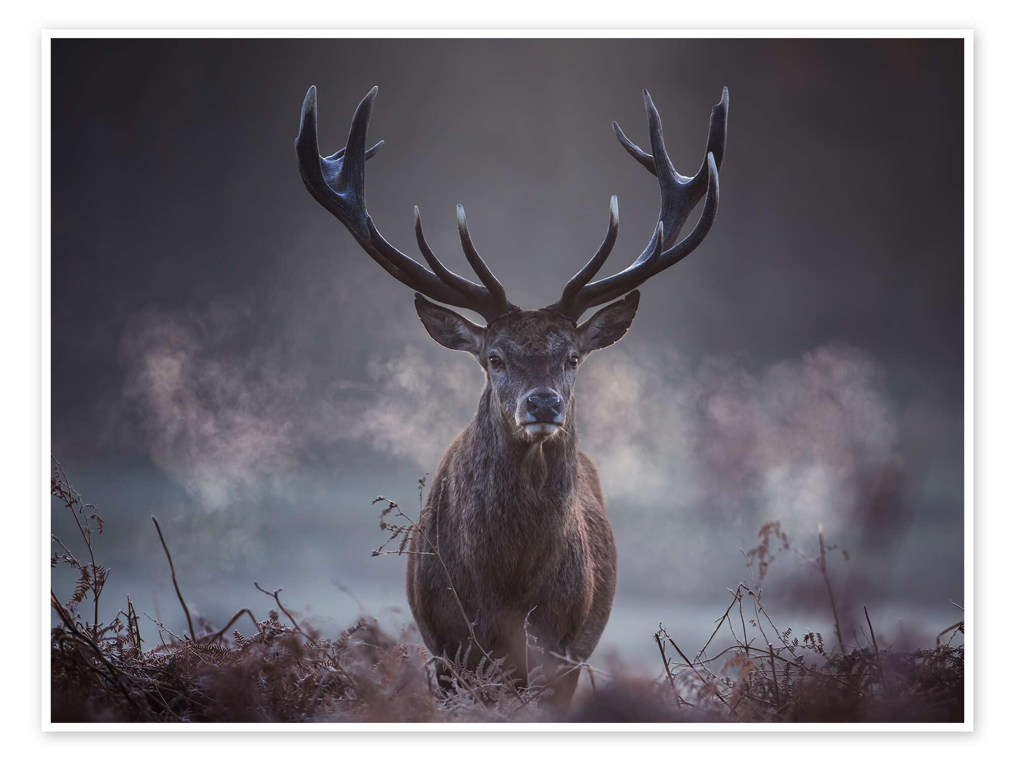 Posterlounge Un cerf majestueux dans la brume hivernale Poster