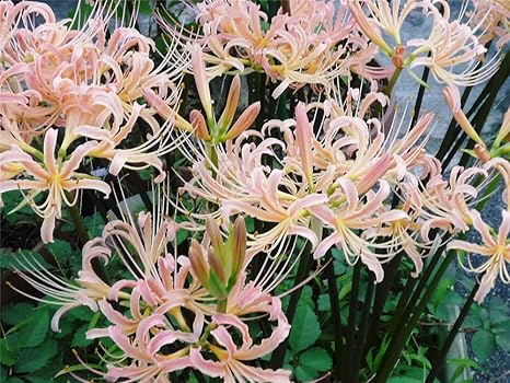 Amazon リコリス球根 ピンクの珍しい植物の球根 ヒガンの花の球根 球根 花