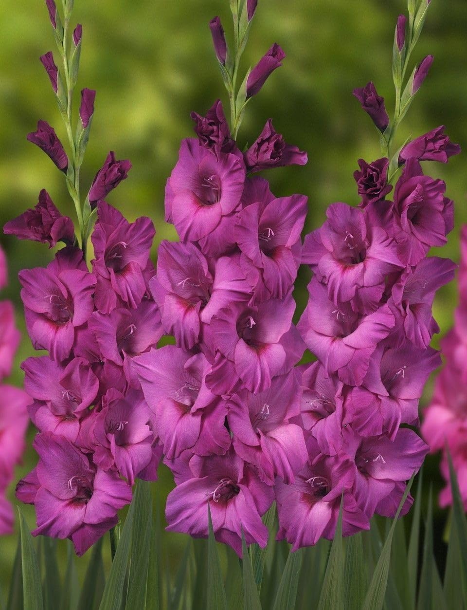 Radha Krishna Agriculture® Gladiolus Flower Bulbs All session Imported Vearty for Home and Gardening Pack of 5 bulbs (PURPLE)