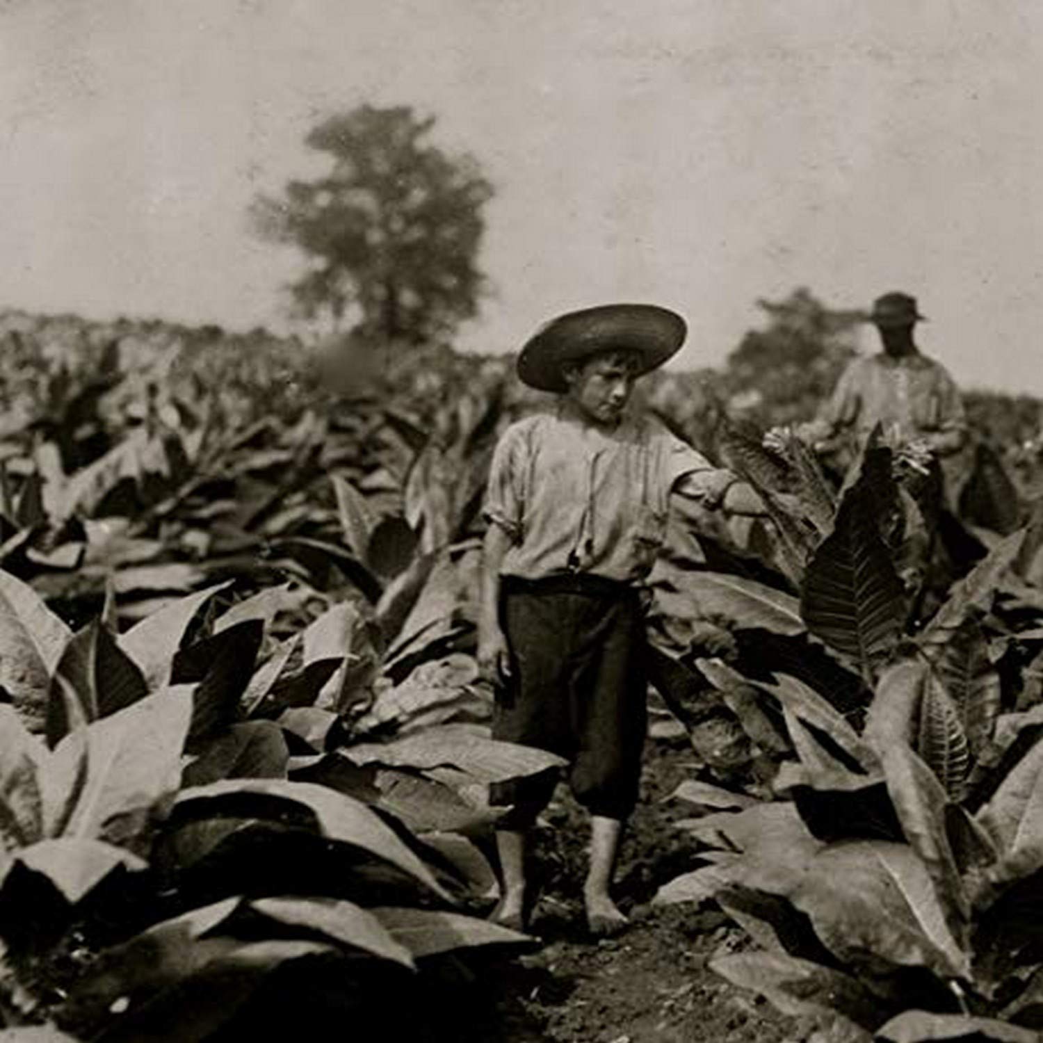 Amazon.com: Topping tobacco Roland Lowe 13 years old in field with two  brothers There are 7 boys and 2 girls in the family and 4 are in school  Father Mose Lowe R
