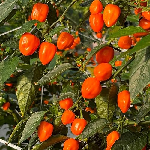 150 semillas de pimienta habanero naranja, sin OMG, chile súper picante para plantar, ideal para salsa picante, salsas y jardines domésticos - Alta