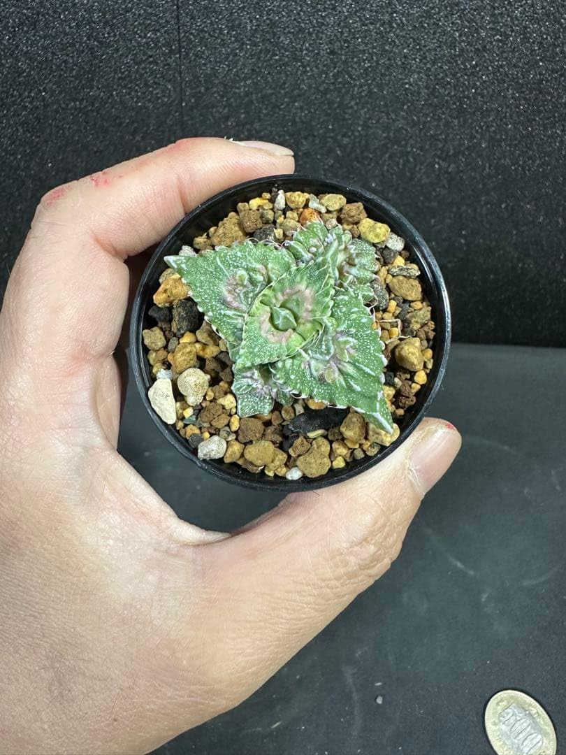 赤怒涛 ハイブリッド フォーカリア 実生 多肉植物1295 Amazon.co.jp: フォーカリア属 怒涛ハイブリッド カット苗 未発根 : ホビー