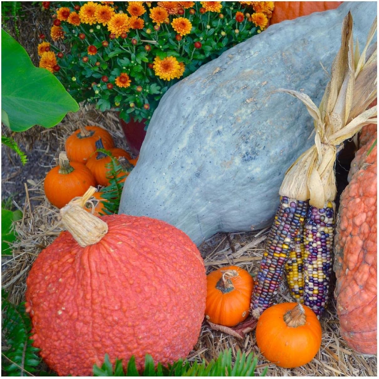 Everwilde Farms - 1 Lb Red Warty Thing Pumpkin Seeds - Gold Vault