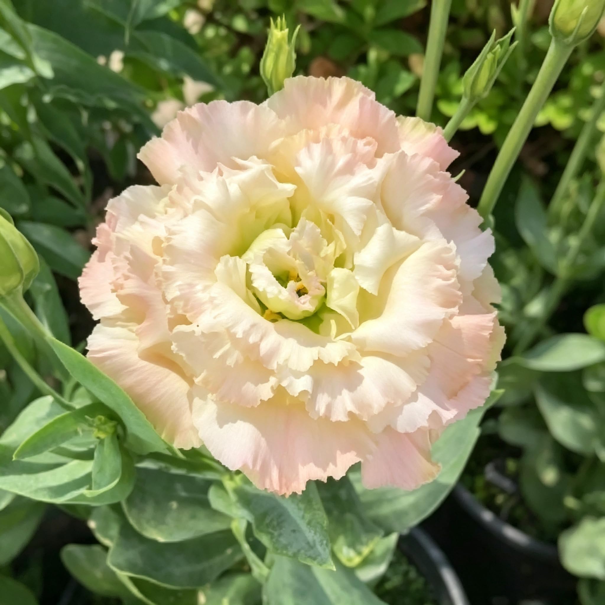 Lisianthus Seed-Perennial，Vibrant Floral Display Garden，Cut Flowers