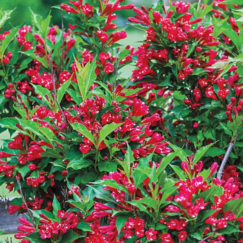 Pixies Gardens (1 Gallon) Weigela Red Prince Absolute