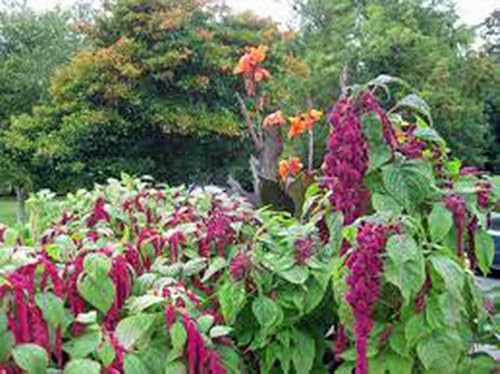 Miniatura 2 de Love Lies - Semilla sangrante, más de 100 semillas, flores granate llamativas y afiladas, acres de Country Creek