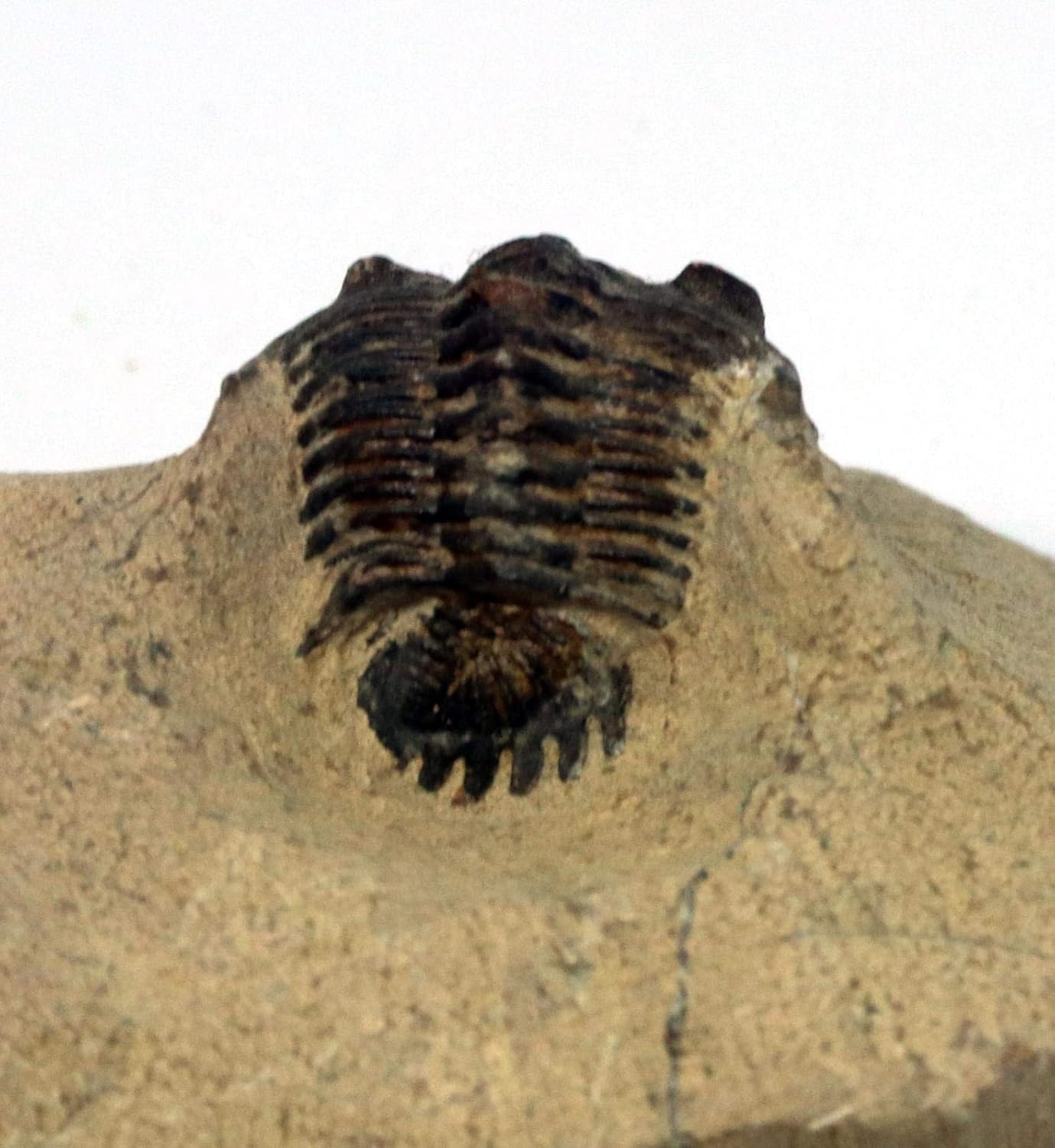 Metacanthina Trilobite Fossil Morocco 390 Million Years Old #15779 5o