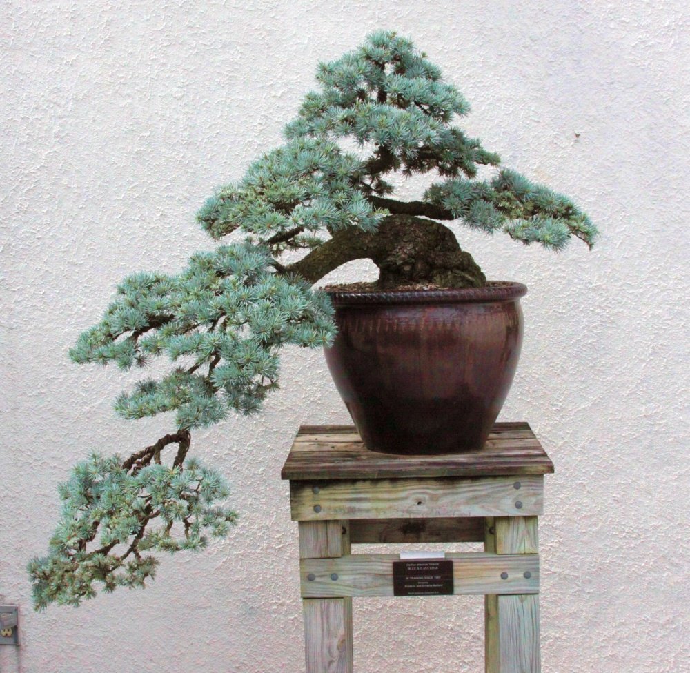 SAFLAX - Bonsai - Cedr Libański - 20 Nasiona - Z pożywką wolną od zarazków - Cedrus libani