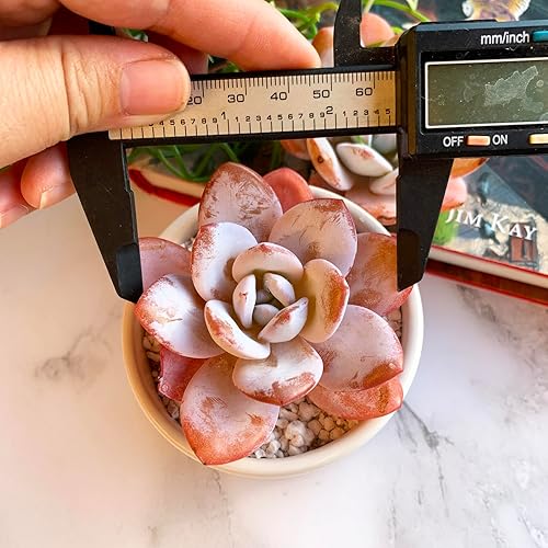 Miniatura 2 de Echeveria Laui - Plantas suculentas vivas raras, 1 cabeza de 2.5 pulgadas, raíz desnuda sin maceta y tierra, decoración de escritorio de oficina