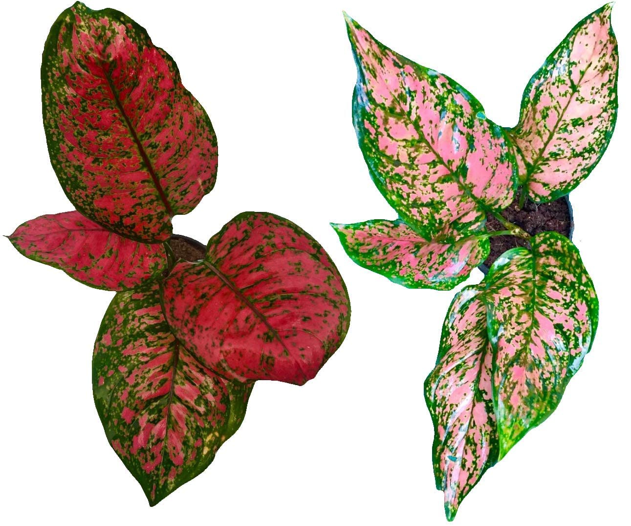 UGALOO Combo of Aglaonema Red Valentine And Rare Pink Valentine Natural Live Plants in Pot (B0BV7FG8QN) Amazon Price History, Amazon Price Tracker