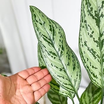 Amazon｜PLANCHU 観葉植物 アグラオネマ シルバークイーン 6号鉢