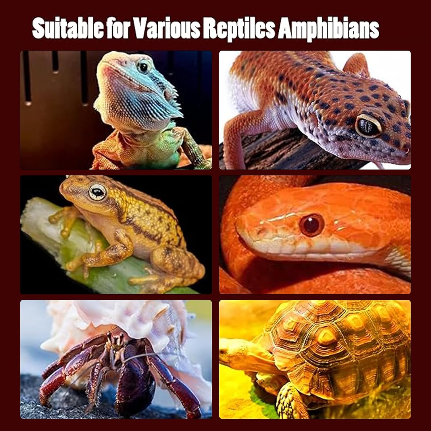 ciciglow Reptile Heat Lamp Bulb, Simulates Environment, 2W LED Energy Saving with E27 Standard Thread, Night for Lizards, Snakes, Frogs (ND-28 110v)
