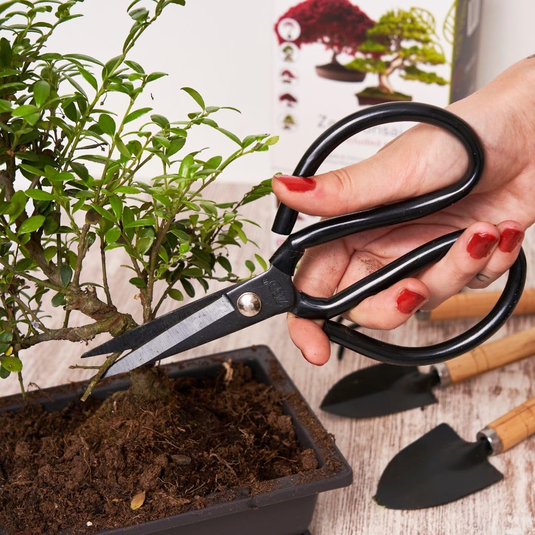CULTIVEA Bonsai-Set Premium Pflanzfertig - Gärtnern und Dekorieren - Natürliche Bonsai- und Pflanzenpflege - Draht, Dünger, Werkzeuge, Rundschere, Kleine Bonsaischere - Originelle Geschenkidee
