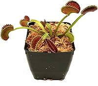 Vista 7 de Mezcla para macetas de orquídeas, corteza de orquídea, 1 cuarto de galón y musgo esfagnum, mezcla de tierra de 1 cuarto de galón, totalmente natural