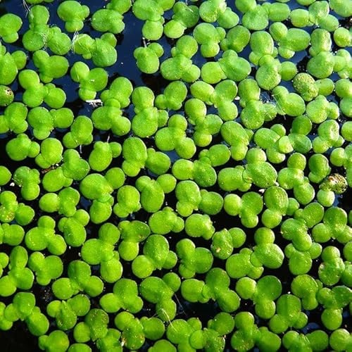 4000 Duckweed Live Plants For Aquarium, Aquatic Plant Live #TOP8