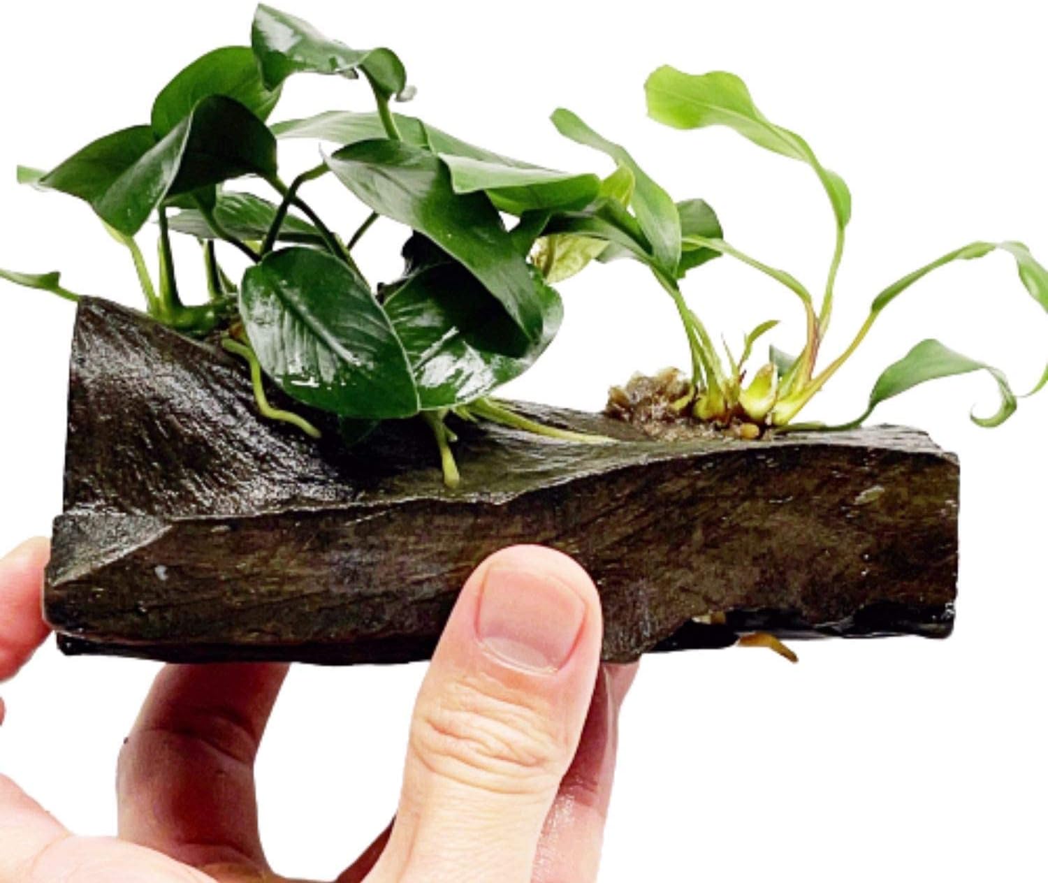 Anubias Nana & Minima On Driftwood Live Aquarium Plant Tropical Freshwater Decorations