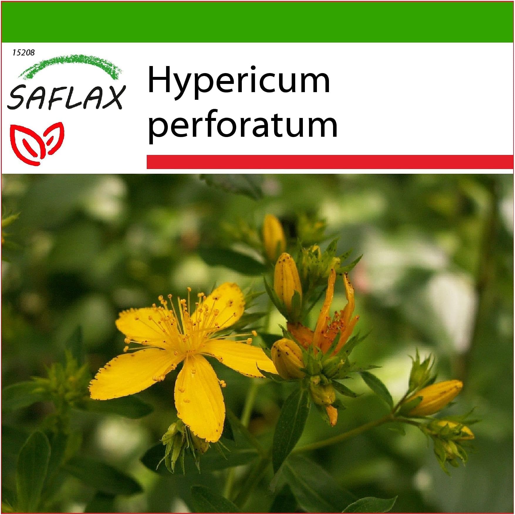 St. John's Wort - 300 Seeds - with Soil - Hypericum perforatum