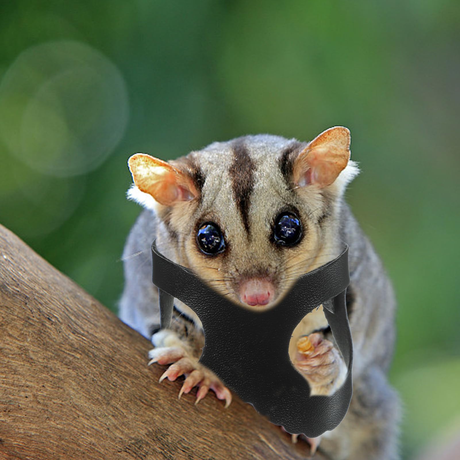 VANZACK Leash for Sugar Glider Pet Traction Ropes Comfortable Harness for Outdoor Use