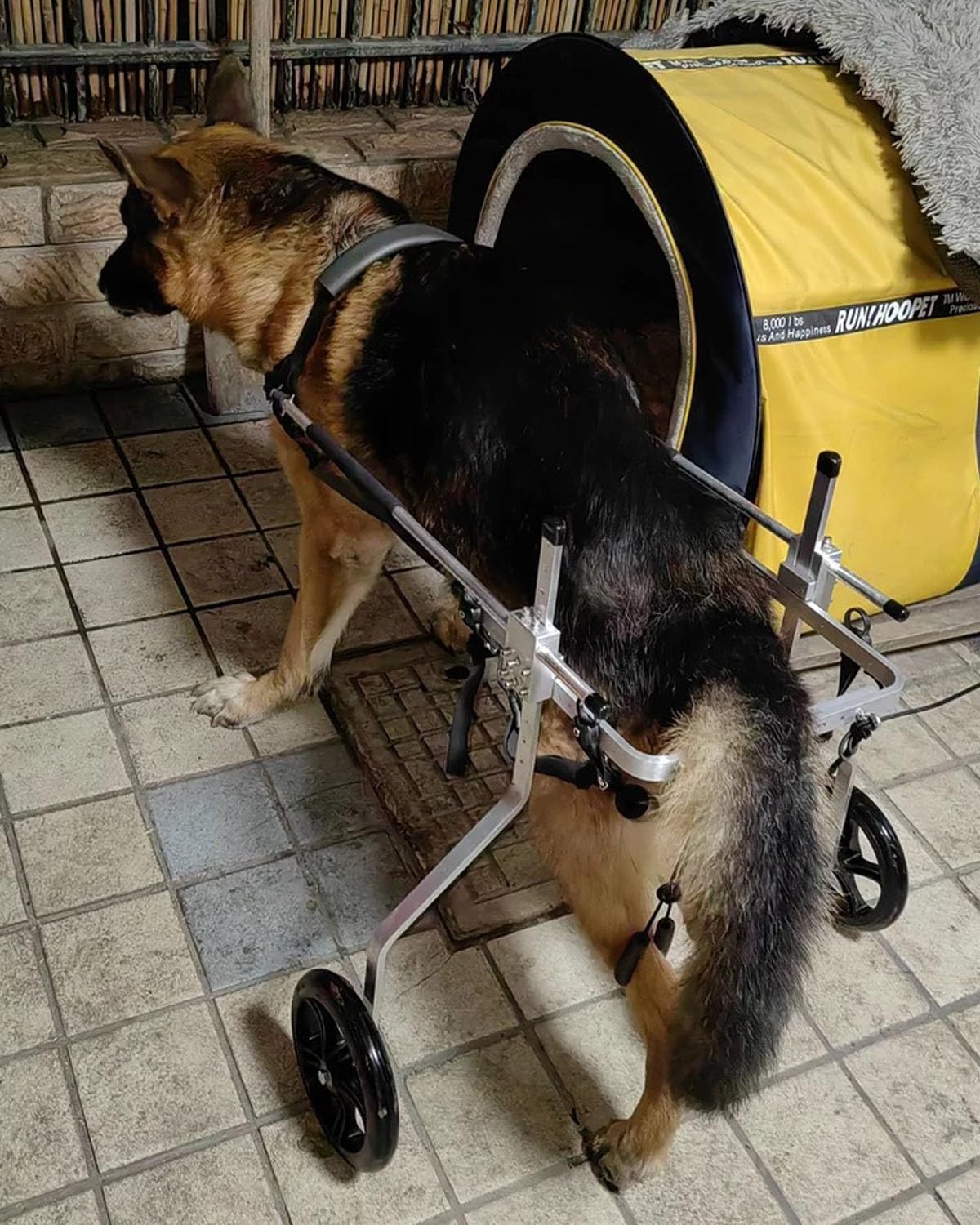 Fauteuil Roulant pour Chien - Offrez-lui une Seconde Jeunesse