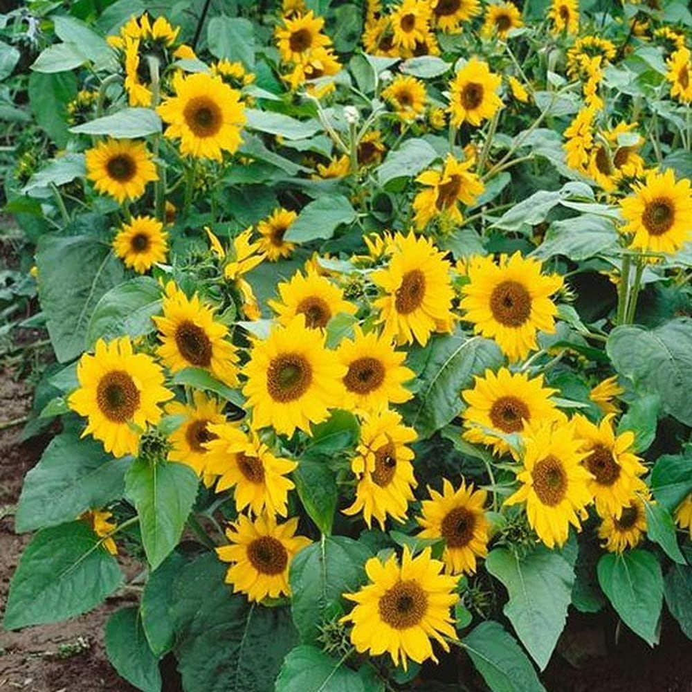 Pranika Original Black & white shading big size Sunflower Seeds