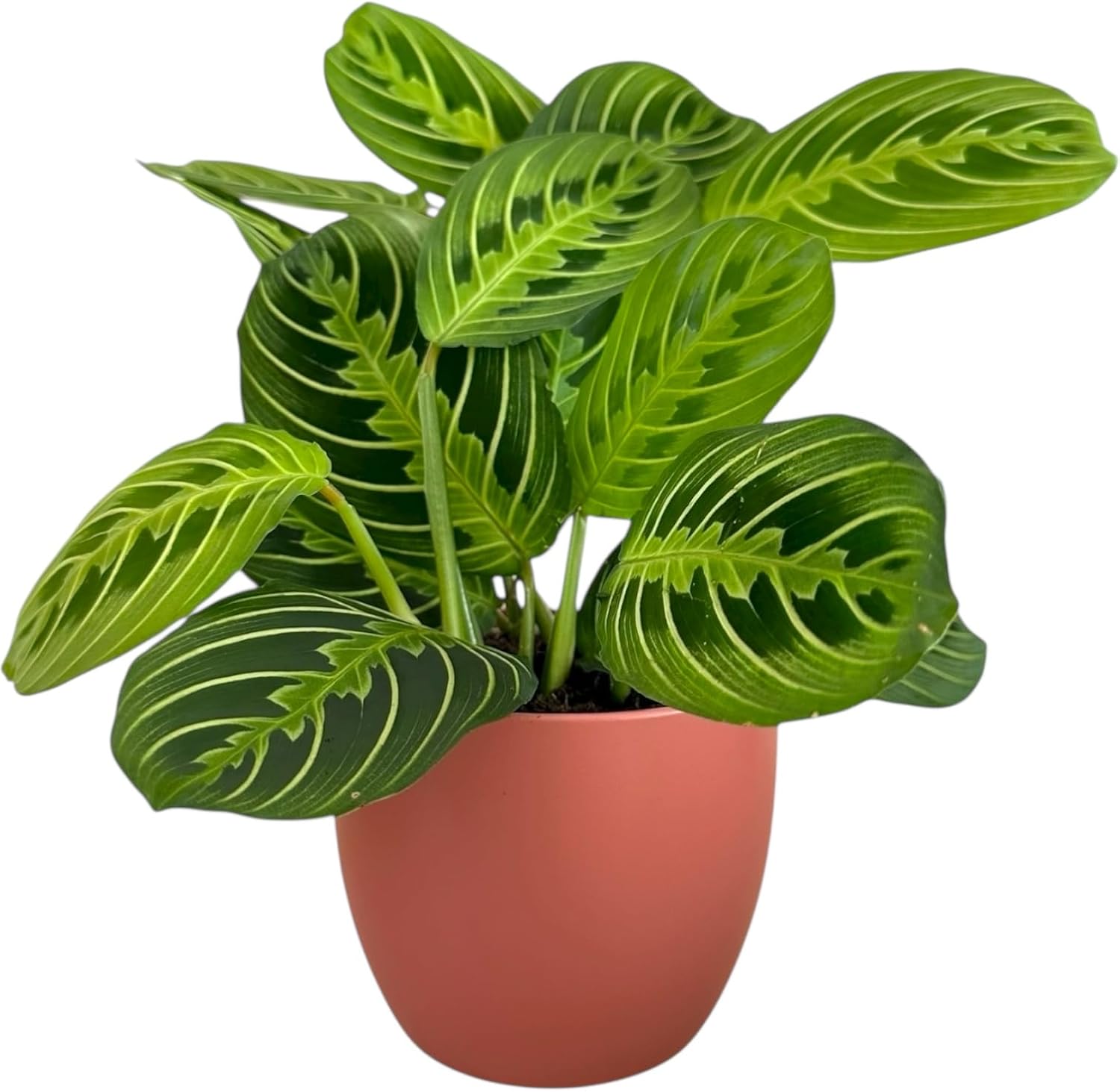 Live Plant, Lemon Lime Maranta Prayer Plant, Pet Friendly, Air Purifying Plant, Easy Care, Easy to Grow Live Indoor Plant, Houseplant, Rare Indoor Plant, Home Décor Pot (White)