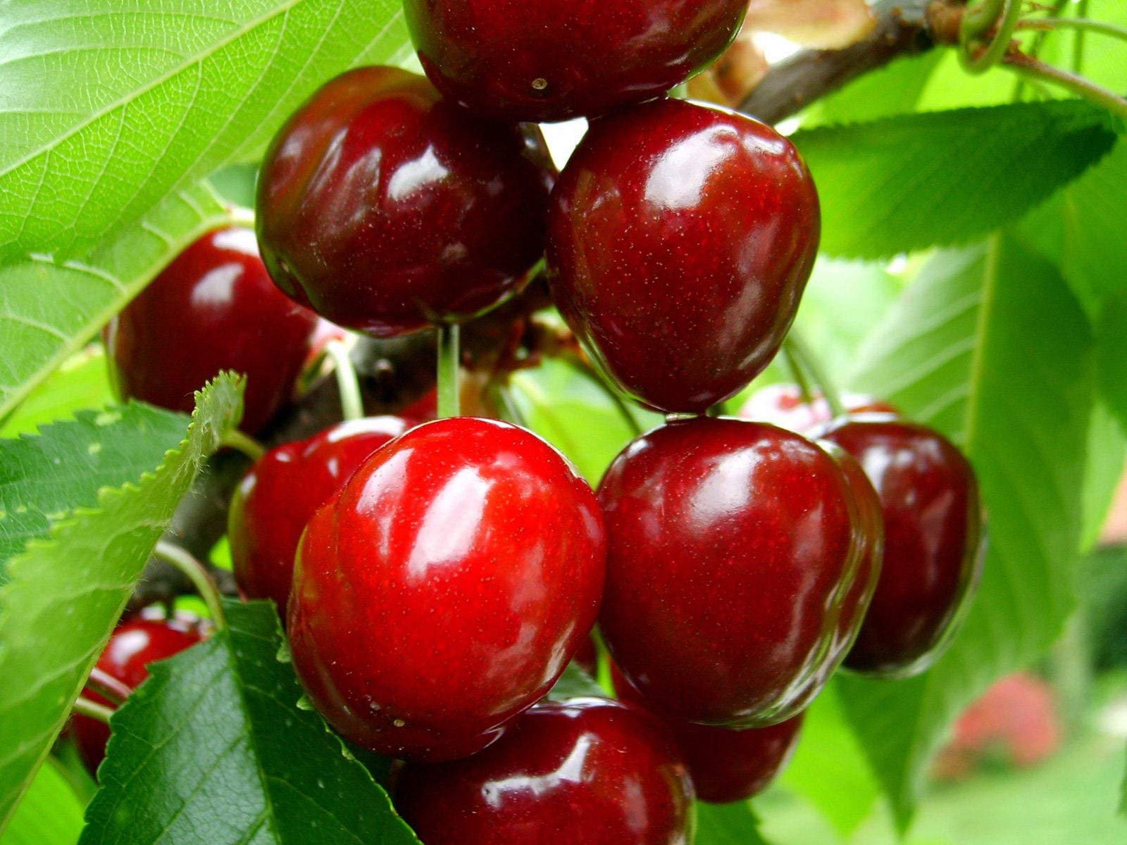 Creative Farmer Live Plant Wi Cherry Sweet Fruit Barbados Garden Plant(1 Healthy Live Plant) (B07YYBFZ12) Amazon Price History, Amazon Price Tracker