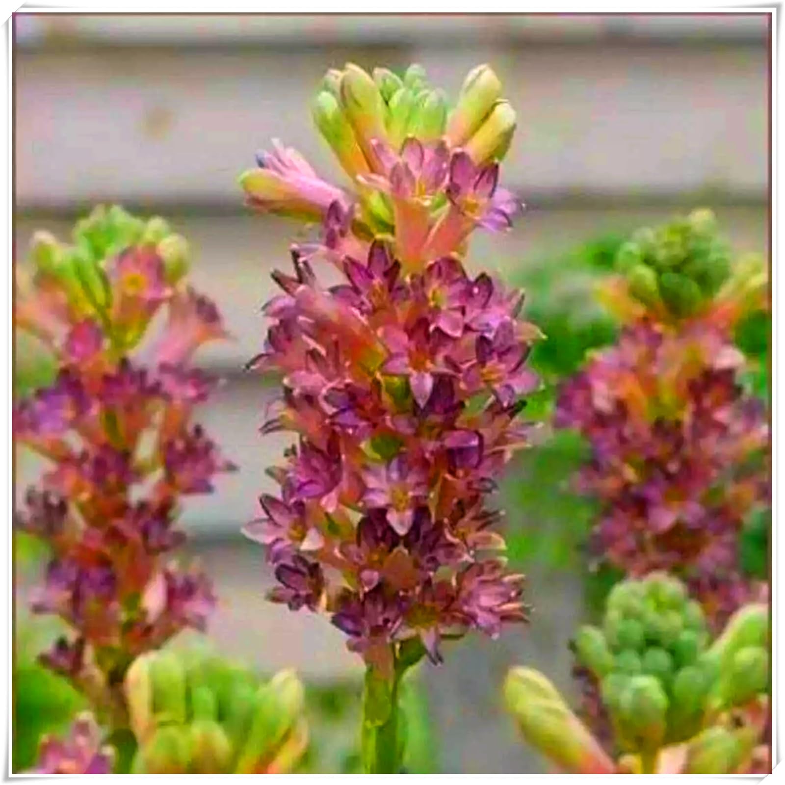 Perennial, Fragrance Tuberose Bulbs, Hardy, Professional for Beautiful Garden Displays-6 Bulbs-I โ image 1