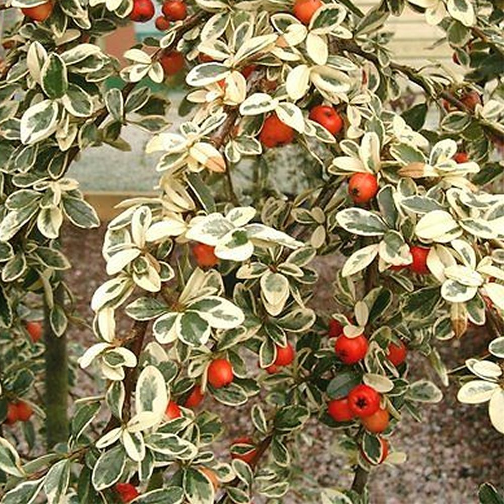 Cotoneaster Horizontalis Variegatus Flowering Hardy Shrub | 15-30cm (incl. Pot)