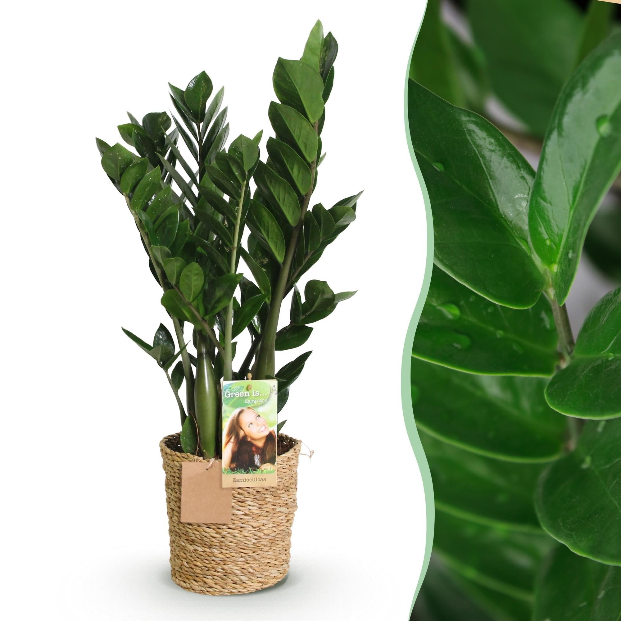 Zamioculcas – 65-75 cm – 17 cm, z koszem, łatwa w pielęgnacji roślina ZZ, wytrzymała roślina zielona do salonu, biura i sypialni, błyszczące liście i luksusowy wygląd