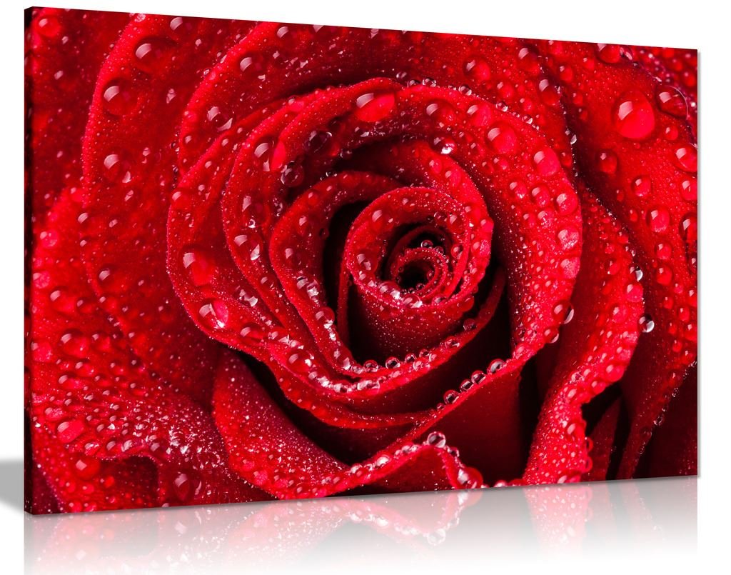 Panther Print Red,Rose Red Rose Dew Water Drops Canvas Wall Art Picture Print (18X12)