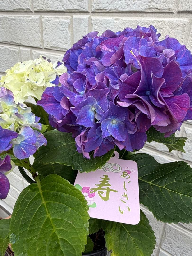 Amazon｜紫陽花寿 1鉢 4号鉢 約12cm｜観葉植物 オンライン通販