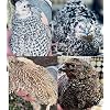 48 (+ Extras) Jumbo Coturnix Quail Fertile Hatching Eggs