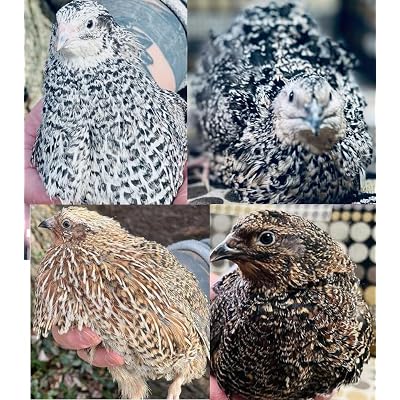 48 (+ Extras) Jumbo Coturnix Quail Fertile Hatching Eggs