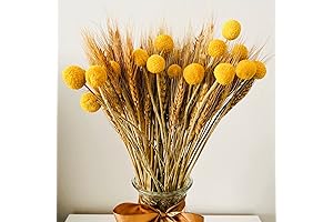 Golden Autumn Decor: 115-Piece Dried Corn Stalks and Billy Balls Set