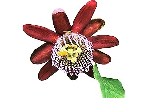 Enrich Your Garden with the Allure of Passion Vine 'Ruby Glow'